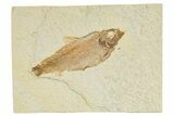 Detailed Fossil Fish (Knightia Alta) - Wyoming #345400-1